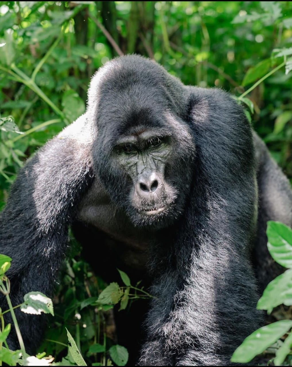 3-Days Gorilla trekking and Batwa experience.