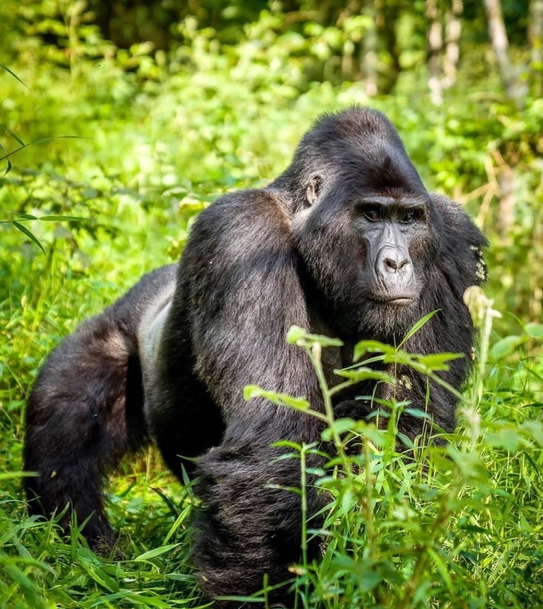 12 Day Gorilla & Chimp Experience