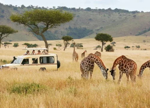 9 Days Best Parks and Big 5 Beverly luxury Safari