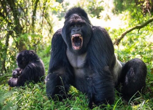 12-Day Gorilla and Chimps ,Natural wonders and Big 5 package