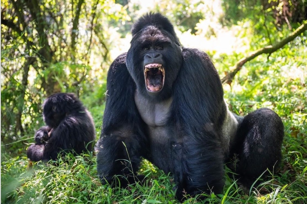 12-Day Gorilla and Chimps ,Natural wonders and Big 5 package