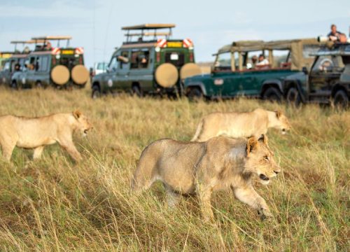 5 Days flying Safari in Masai Mara National Park