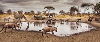 10 Days Great Tanzania Safari