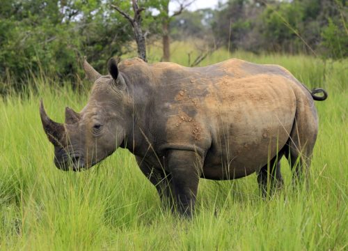 2 Days Ziwa Rhino  Sanctuary and Shoebill Safari