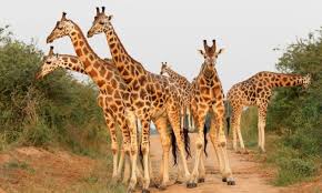 5 Days Kidepo Valley Africa’s wilderness Safari