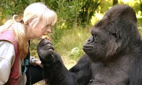 5 Days Bwindi-Gorilla Habituation Experience