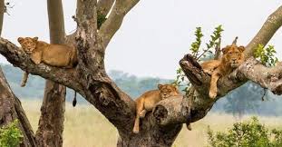 Tree climbing lions in queen Elizabeth ...