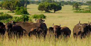 About Queen Elizabeth national park ...