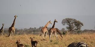 safari trip to Kidepo Valley National Park