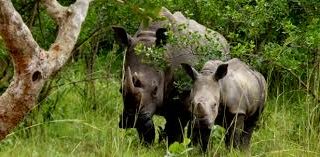 2 Days Ziwa Rhino Sanctuary and Shoebill Safari