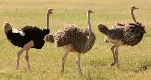 Kidepo valley national park- Getting to ...