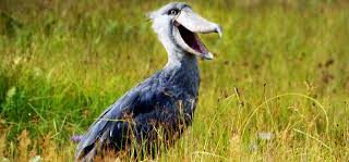 1 Day Shoebill, Equator Island & Entebbe Zoo