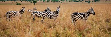 Kidepo Valley National Park | Uganda ...