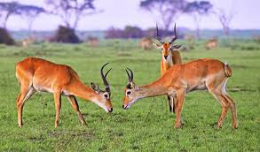 Kidepo Valley National Park, Uganda ...
