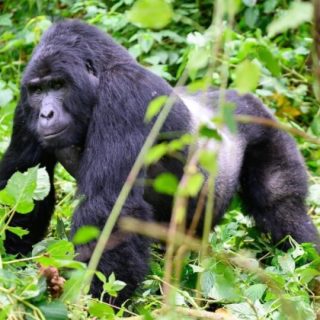 12-Day Gorilla and Chimps ,Natural wonders and Big 5 package