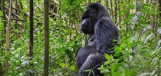 6 Days Gorilla,Chimps trekking and Lake Kivu Green Safari
